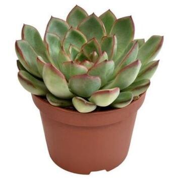 image ECHEVERIA AMADO