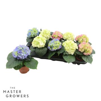 image HORTENSIA 1FL VARIE