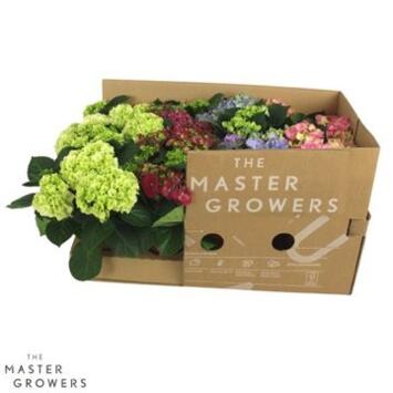 image HORTENSIA 3/4FL VARIE