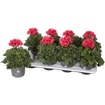 image PELARGONIUM GRANDIFLORUM ROUGE