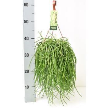 image RHIPSALIS SHAFERI SUSP