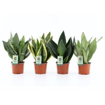 image SANSEVIERIA VARIE