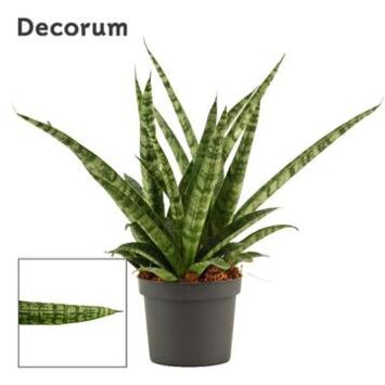 image SANSEVIERIA SILVER STEEL