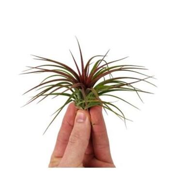 image TILLANDSIA RED MEDIUM
