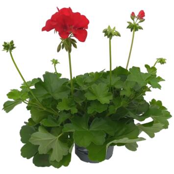 image GERANIUM MARCADA