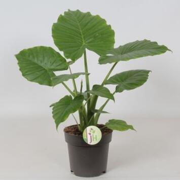 image ALOCASIA GAGEANA