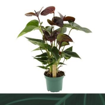 image ANTHURIUM ANDREANUM MARRON