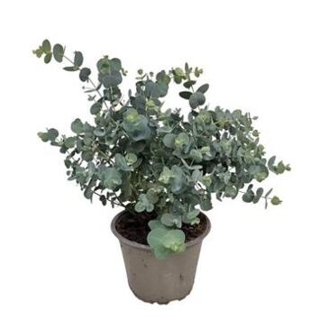 image EUCALYPTUS GUNNII
