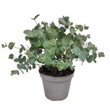 image EUCALYPTUS GUNNII