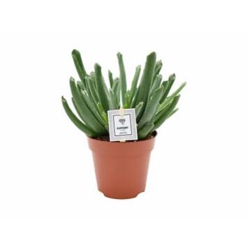 image COTYLEDON ELEPHANT TRUNK
