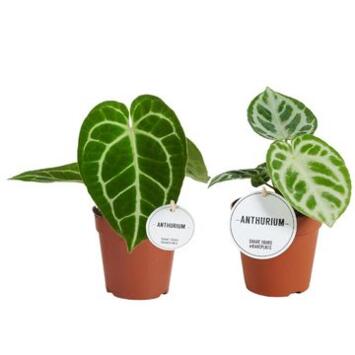 image ANTHURIUM FEUILLAGE