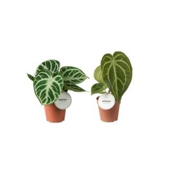 image ANTHURIUM FEUILLAGE