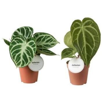 image ANTHURIUM FEUILLAGE
