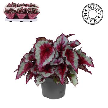 image BEGONIA REX NIGHT