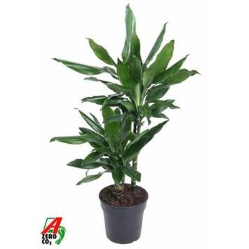 image DRACAENA JANET LIND 30-10