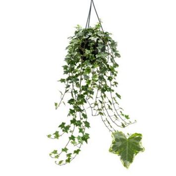 image HEDERA MINT KOLIBRI SUSP