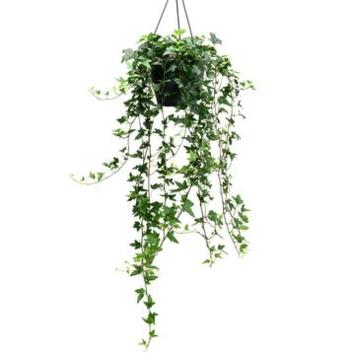 image HEDERA SHAMROCK SUSP