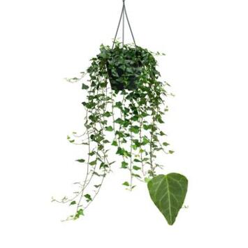 image HEDERA WILCO SUSP