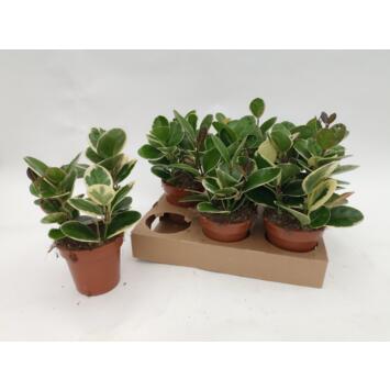 image HOYA BLONDIE 3PP