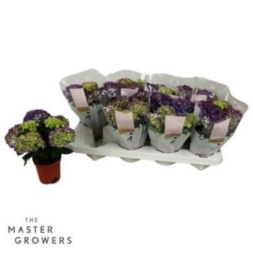 image HORTENSIA 5FL LILAS