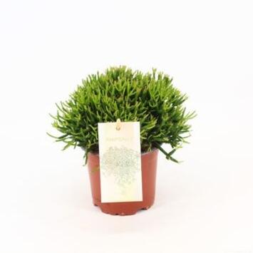 image RHIPSALIS HATIORA