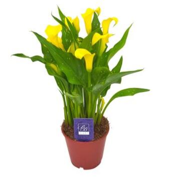 image ARUM JAUNE