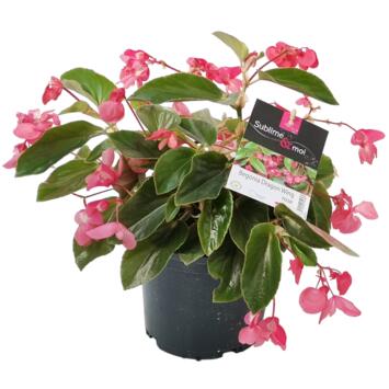 image BEGONIA DRAGON WINGS ROSE