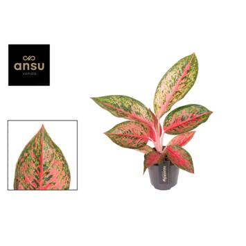 image AGLAONEMA LYCHEE RED