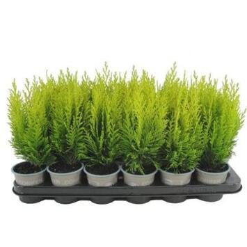 image CHAMAECYPARIS AUREA