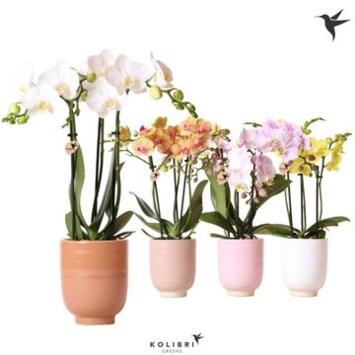 image PHALAENOPSIS 3BR VARIE CERAM
