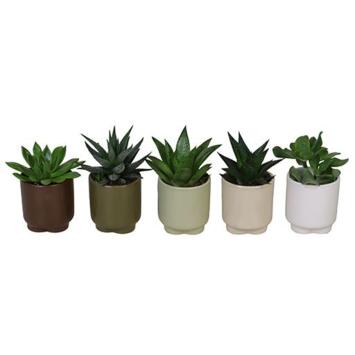 image SUCCULENTE CERAM