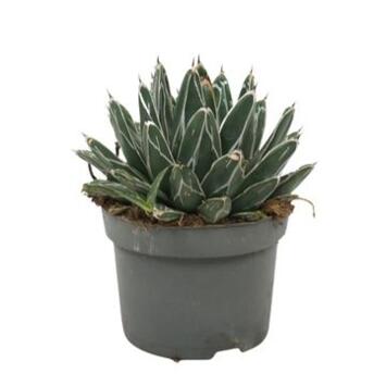 image AGAVE VICTORIAE REGINAE