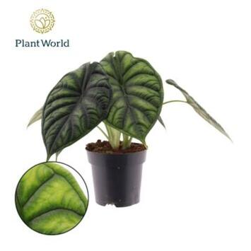 image ALOCASIA DRAGON SCALE