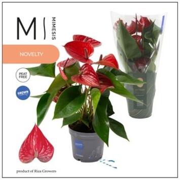 image ANTHURIUM ANDRAEANUM PICANTA