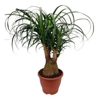 image BEAUCARNEA