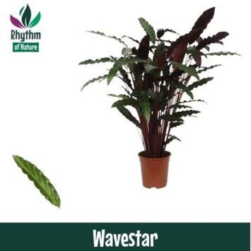 image CALATHEA WAVESTAR