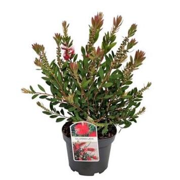 image CALLISTEMON
