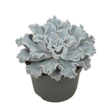 image ECHEVERIA CRISPY BEAUTY