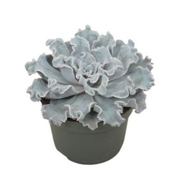image ECHEVERIA CRISPY BEAUTY