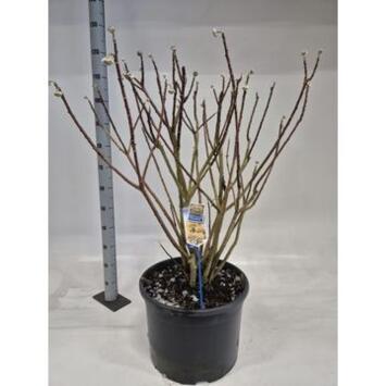 image EDGEWORTHIA CHRYSANTHA GRANDIFLORA