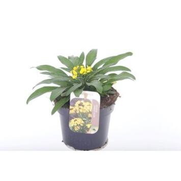 image ERYSIMUM CANARIES