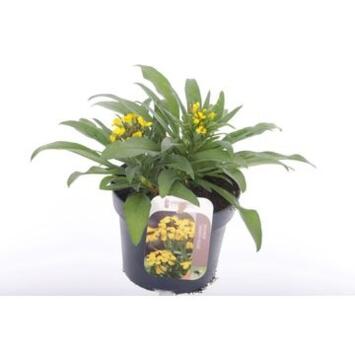 image ERYSIMUM CANARIES