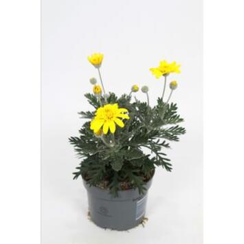 image EURYOPS SILVERSTAR