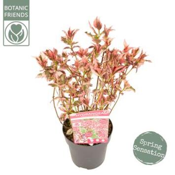 image HORTENSIA SERRATA EUPHORIA PINK