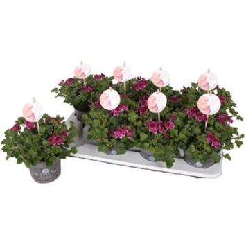 image PELARGONIUM GRANDIFLORUM