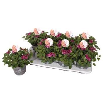 image PELARGONIUM GRANDIFLORUM