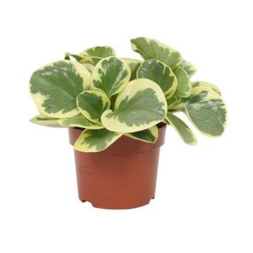 image PEPEROMIA OBTUSIFOLIA