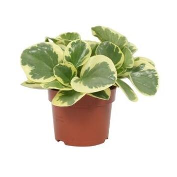 image PEPEROMIA OBTUSIFOLIA
