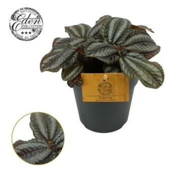 image PILEA NORFOLK