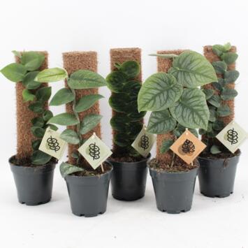 image PHILODENDRON MONSTERA DUBIA TM